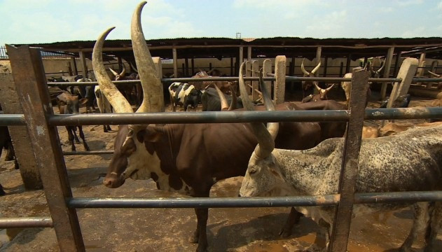 Bò Ankole là loài bò bản địa vùng đông Phi, được người dân nuôi để lấy sữa và thịt từ nhiều thế kỷ trước.