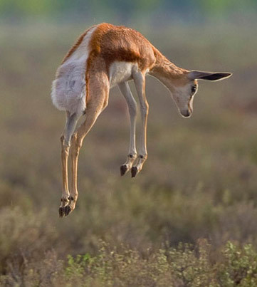 Tuy sở hữu thân hình nhỏ nhắn nhưng linh dương Nam Phi có tốc độ ngang với Wildebeest. Hơn nữa, chúng còn có thể nhảy tiến hoặc lùi với bước nhảy từ 3,5 đến 15m.