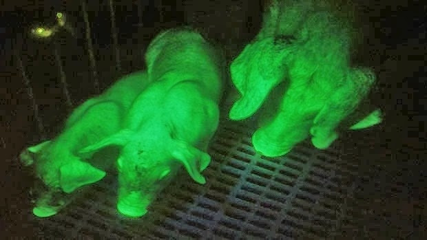 Tuy nhiên, những chú lợn đó không phải để nuôi làm cảnh mà kỹ thuật nối gen này hứa hẹn mang đến nhiều tiến bộ vượt bậc trong việc chế tạo các loại thuốc từ enzyme động vật.