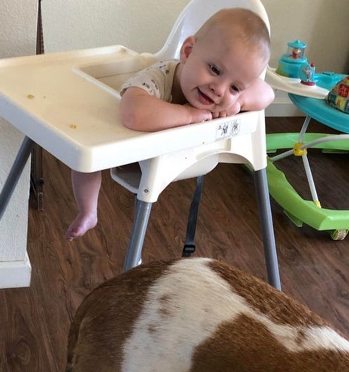Em bé vui vẻ khi thấy chú chó của mình.