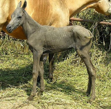 Ngựa trần (không lông) rất hiếm gặp trên thế giới do chúng thường chết yểu bởi không có lớp lông bảo vệ, khiến chúng mắc nhiều bệnh nguy hiểm.