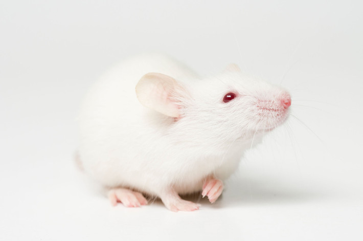 Các nhà khoa học Mỹ tại Trung tâm Ung thư Sloan-Kettering ở New York vừa phát hiện một dạng vắc xin được bào chế từ loại virus họ hàng với bệnh đậu mùa có triển vọng được sử dụng để điều trị bệnh ung thư vú triple-negative (TNBC) hiếm gặp.