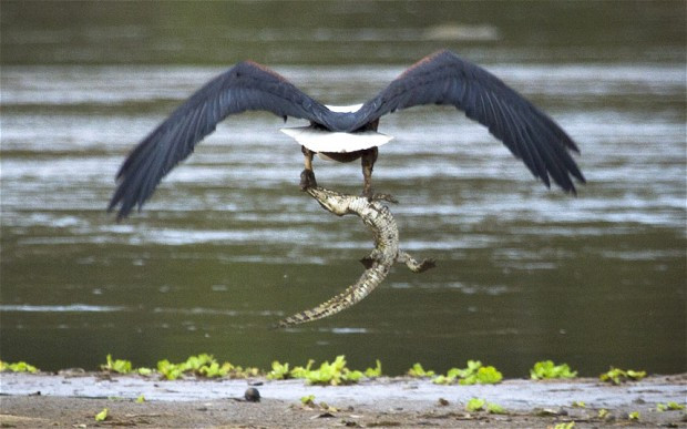 Thậm chí cá sấu cũng trở thành mồi ngon của đại bàng.