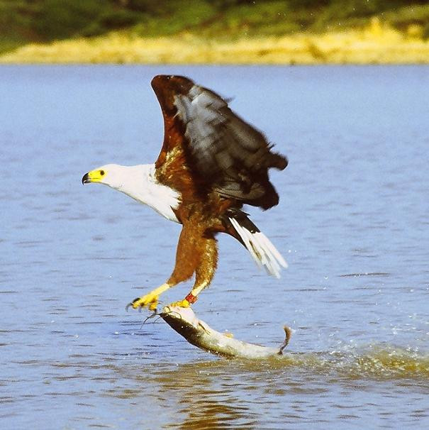 Hai môi trường sống khác biệt trên trời dưới nước cũng không giúp chú cá nhỏ thoát khỏi kẻ săn mồi.