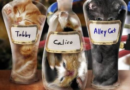 Một nhóm sinh viên MIT đã thành lập một trang web có tên Bonsai Kitty – chuyên nuôi mèo trong các chai lọ với hy vọng chúng sẽ có hình dáng như vật chứa nó. Năm 2000, khi trang web ra mắt, cả FIB cũng được huy động để điều tra vụ việc.