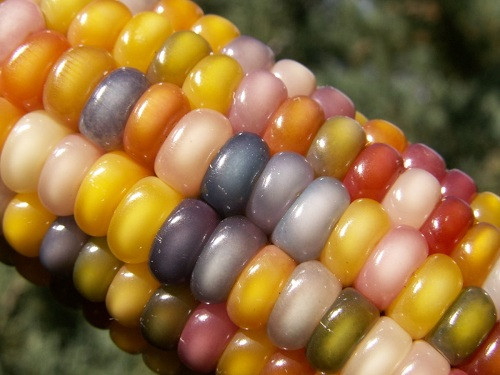 Năm nay cũng là năm đầu tiên công chúng có thể mua ngô 7 màu trực tuyến qua hệ thống Native Seeds/SEARCH – một tổ chức bảo tồn phi lợi nhuận.