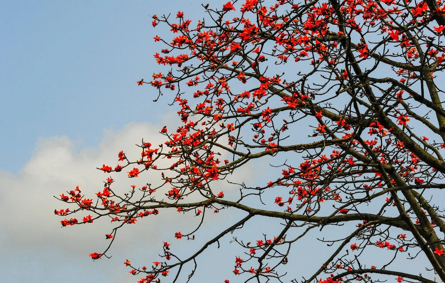 Ngỡ ngàng trước cảnh sắc hoa gạo đỏ rực trời khắp mọi miền đất nước