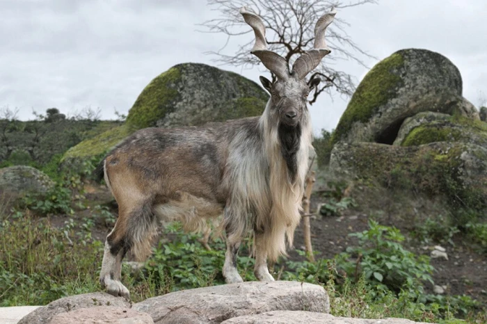 Những động vật có thật mà cứ ngỡ chỉ xuất hiện trong thần thoại