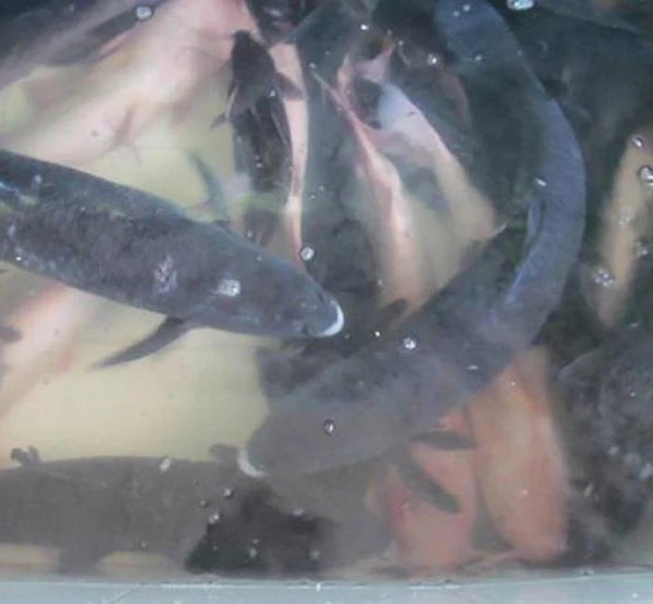 Loài cá tiến vua tưởng tuyệt chủng ở Việt Nam, dân nuôi “bỏ túi” trăm triệu/năm