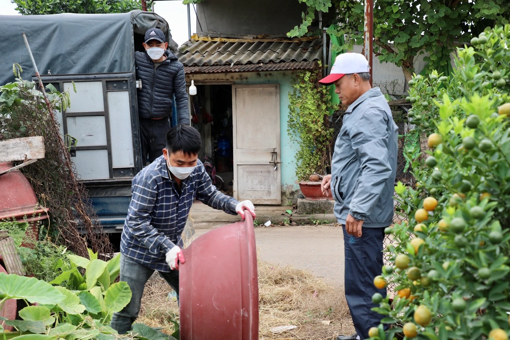 Quất cảnh Tứ Liên náo nức một mùa bội thu
