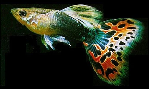 Vẻ đẹp mê hoặc của loài cá nguy hiểm nhất hành tinh