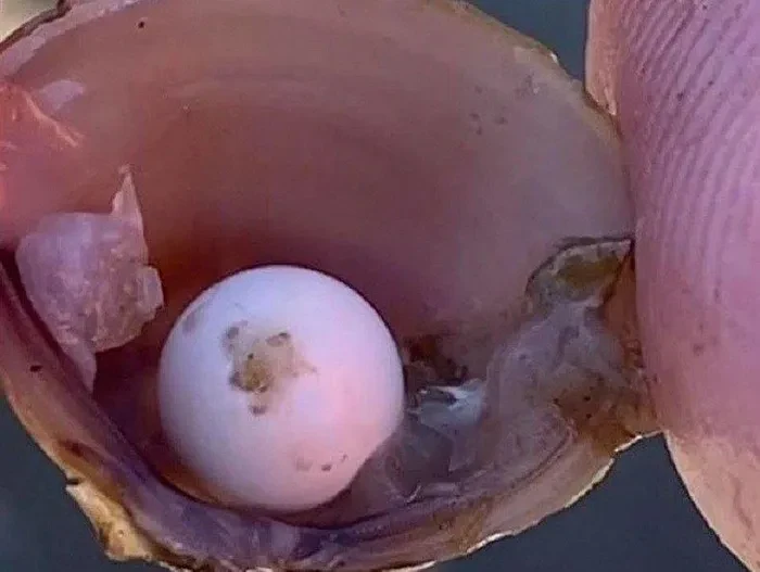 Chơi đùa bên bờ sông, bất ngờ nhặt được ngọc hiếm trong miệng hến