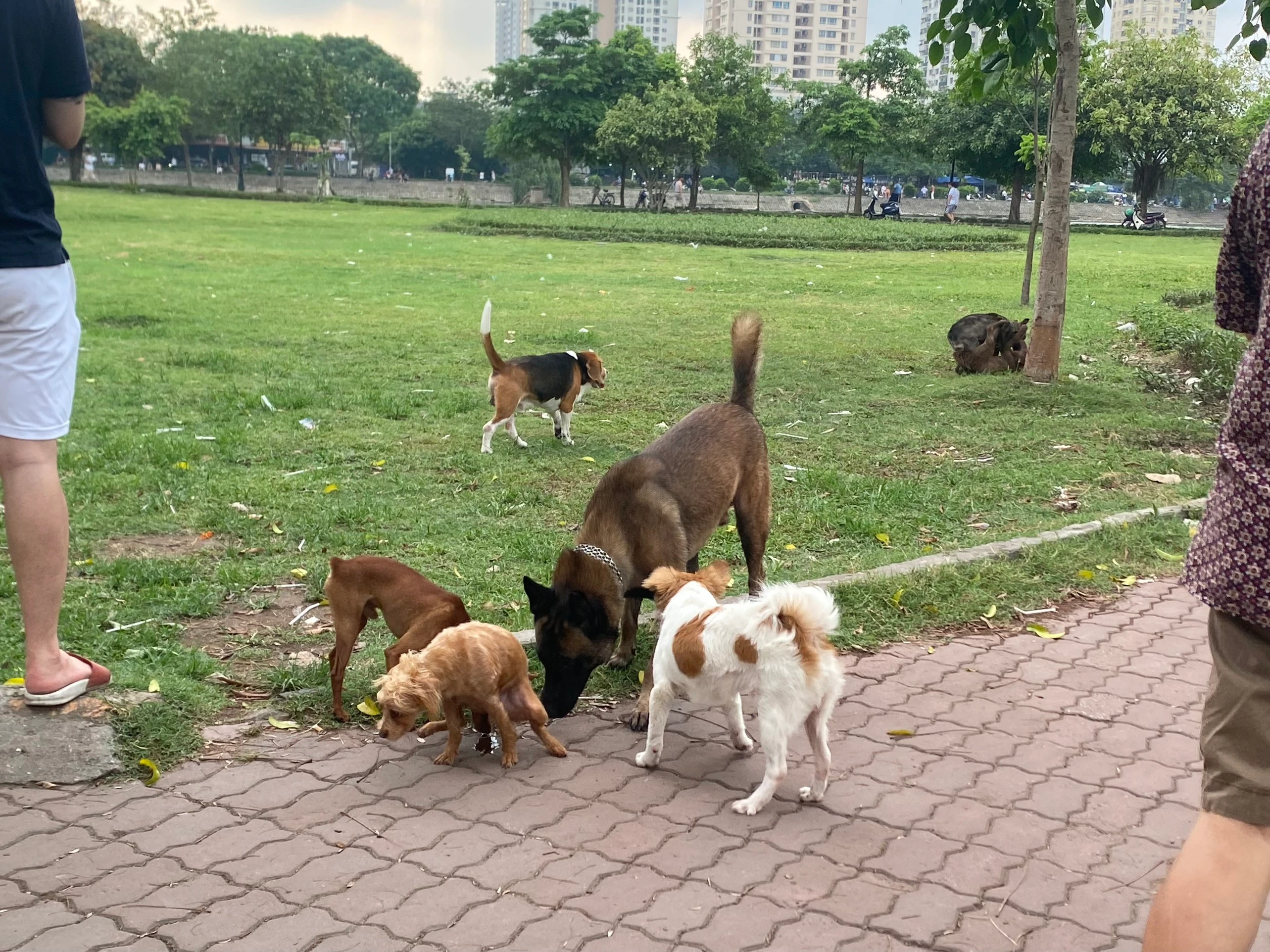 Bé trai bị chó cắn thủng bụng: Nhan nhản chó thả rông không rọ mõm