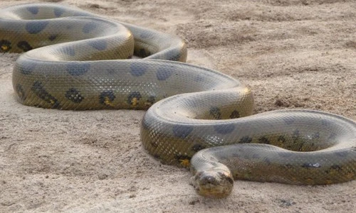 Điểm mặt những loài rắn nguy hiểm nhất thế giới