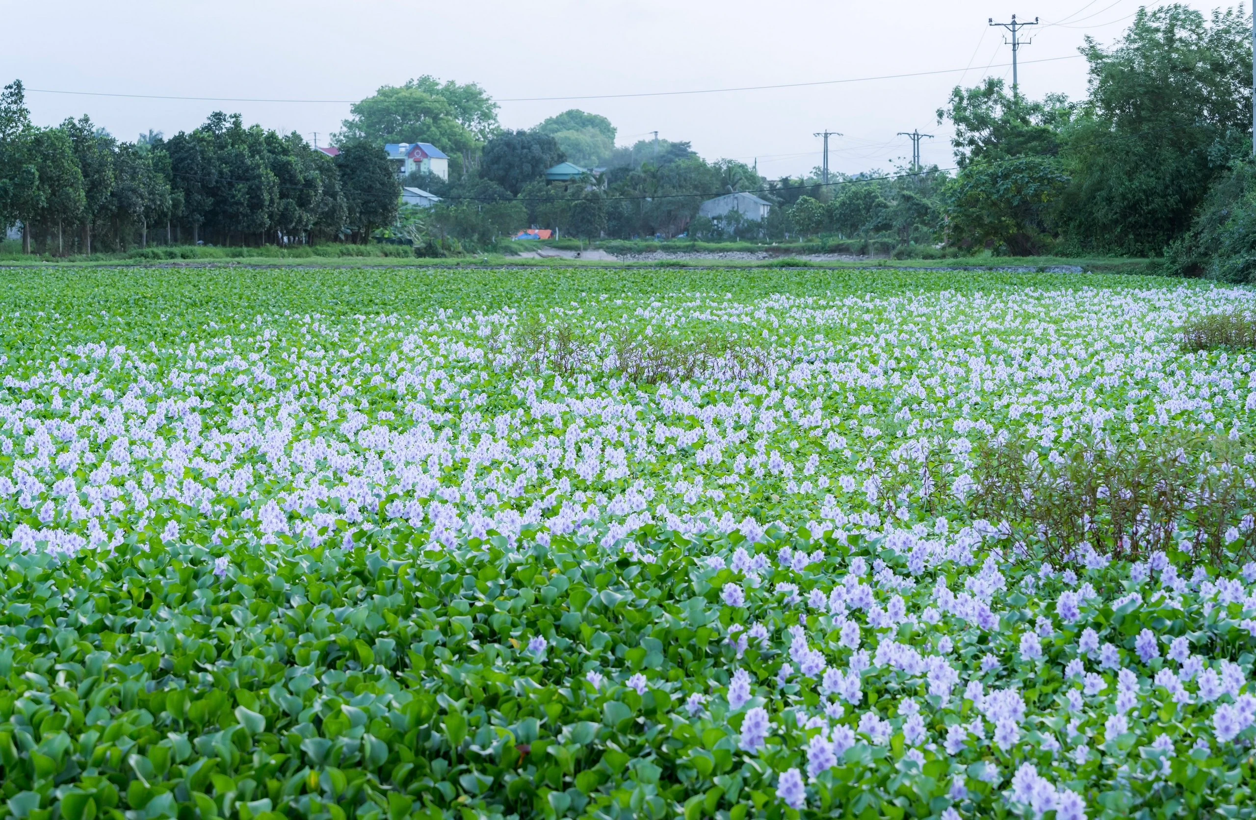 Ngắm hoa lục bình nở tím mọi miền quê