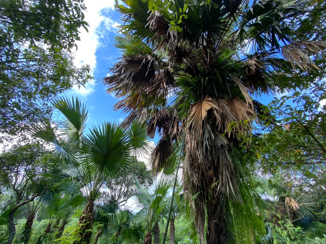 Kỳ Lạc rộn ràng mùa cọ chín