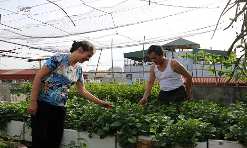 Cận cảnh những chỗ trồng rau sáng tạo của người dân giữa Hà Nội