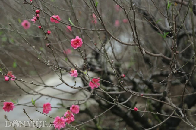Vườn đào đẹp nhất Hà Nội vắng bóng người dịp Tết dương lịch