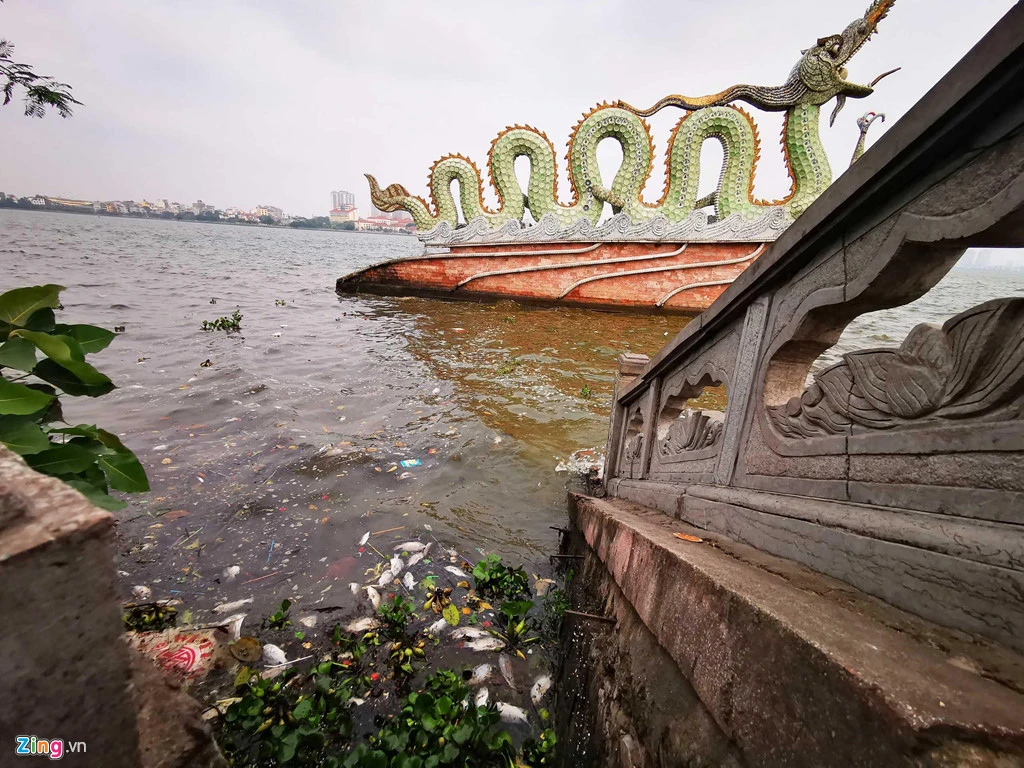 Xác cá, ba ba chết trôi dạt ven bờ hồ Tây