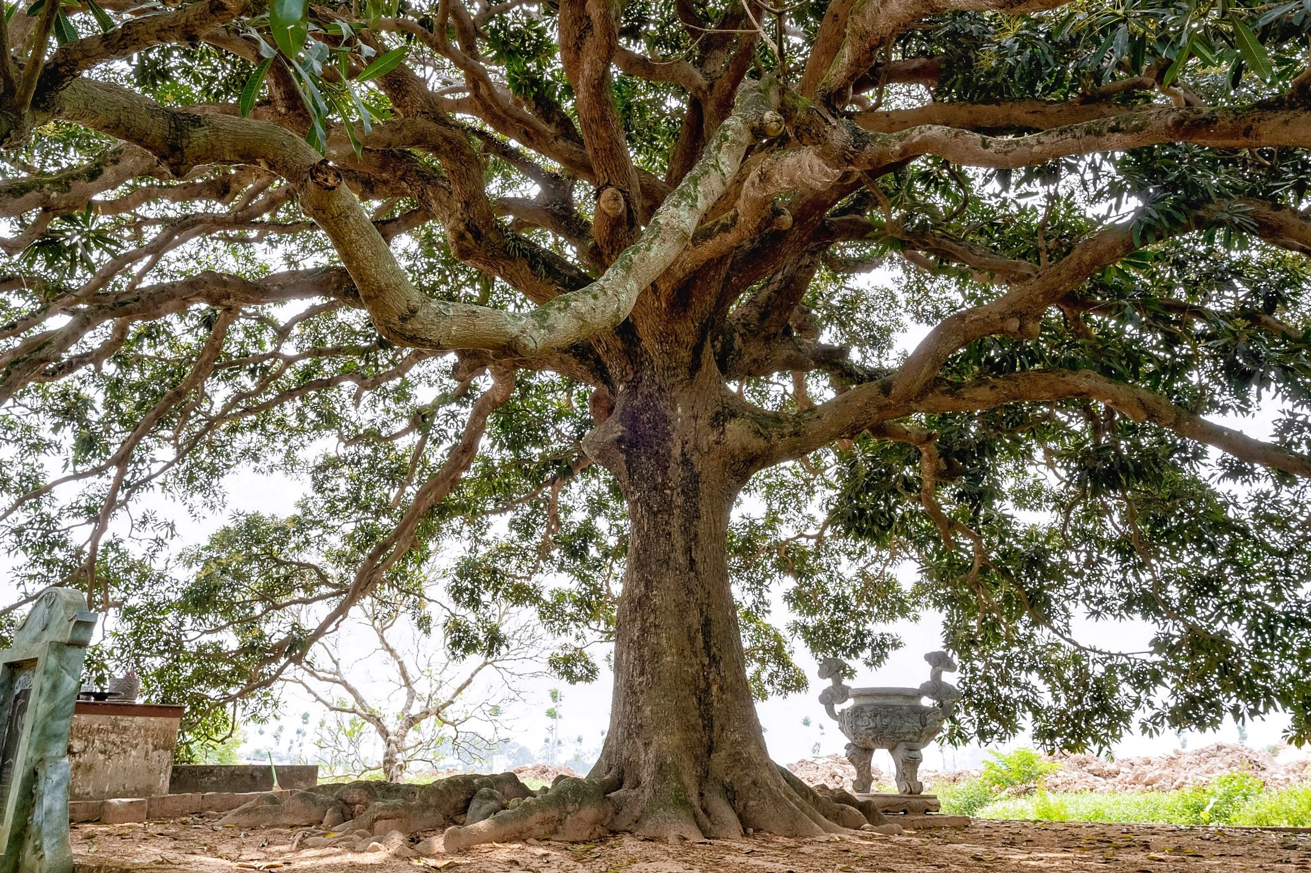 Chiêm ngưỡng cây trôi cổ thụ gần nghìn năm tuổi tại Hà Nội