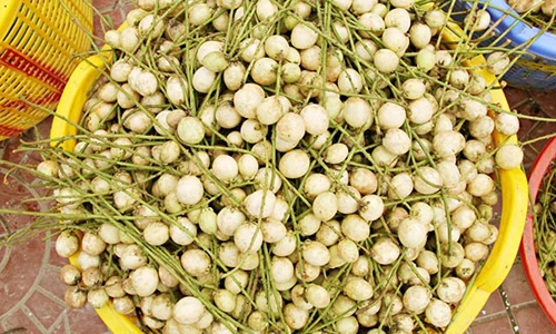 Đã mắt ngắm đặc sản dâu Hạ Châu chín vàng