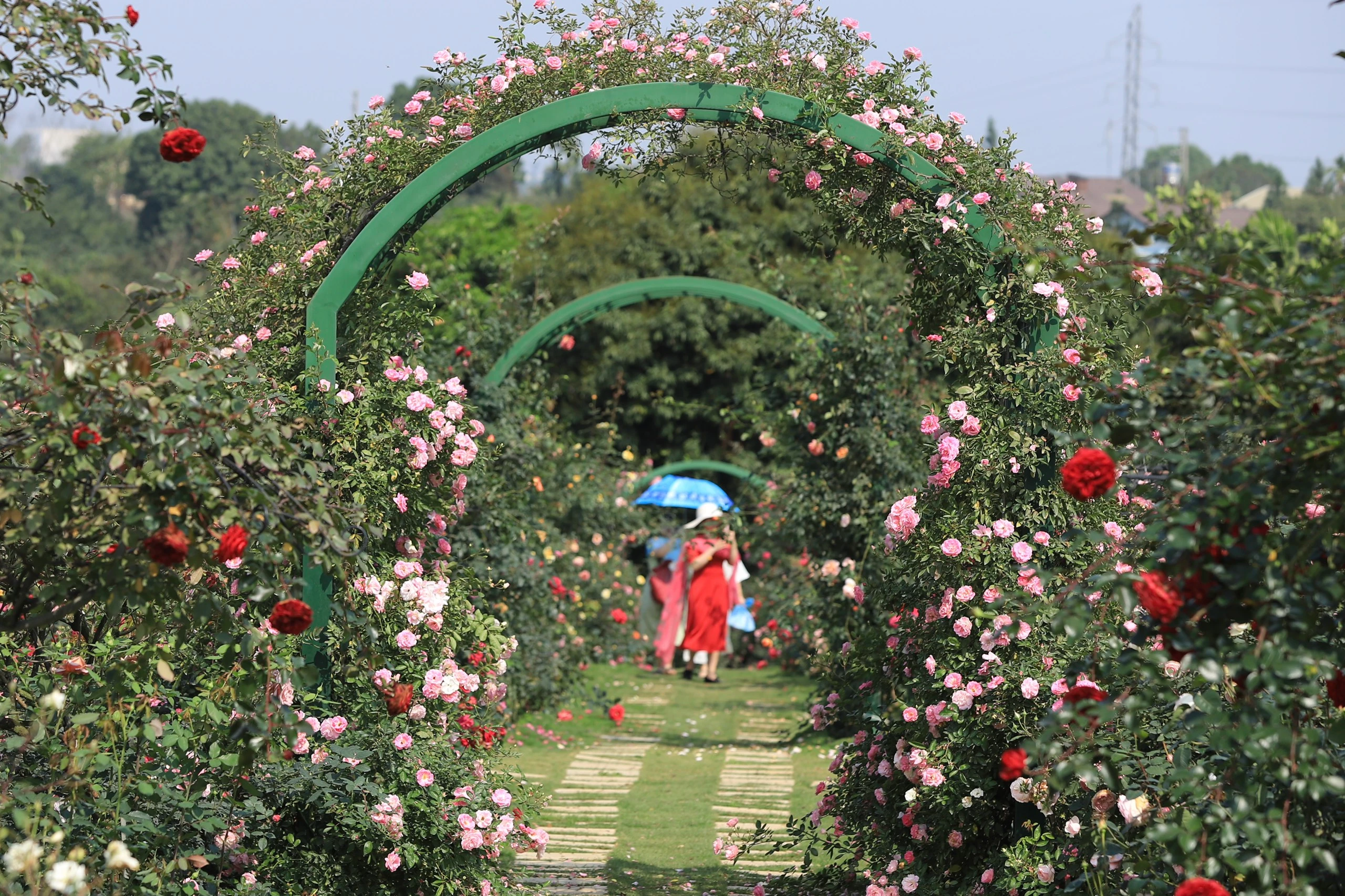 Choáng ngợp với vườn hồng “châu Âu” rộng 6.000 m2 ở Hà Nội