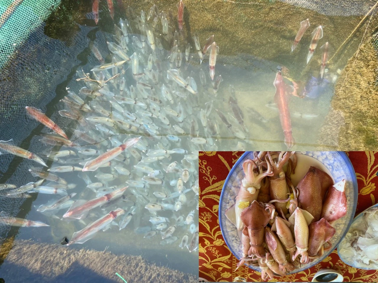 Chiêm ngưỡng mực nhảy Vũng Áng món ngon nức tiếng ở Hà Tĩnh