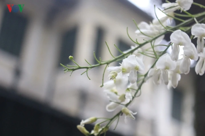 Sắc trắng hoa sưa đẹp dịu dàng góc phố Hà Nội