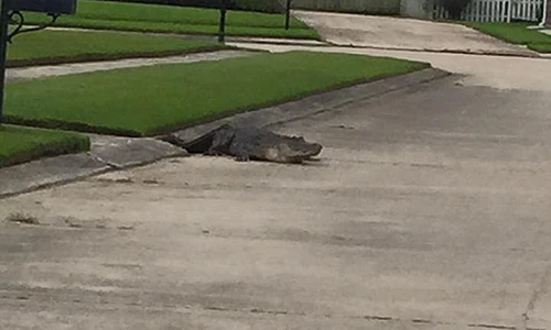 Cá sấu khổng lồ bật nắp cống chui ra đường dọa người