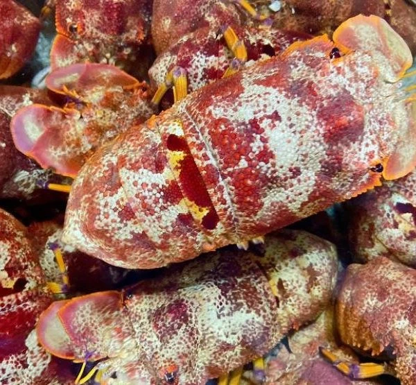 Loài hải sản hiếm ở Việt Nam có tên rất lạ, giá 2 triệu đồng/kg