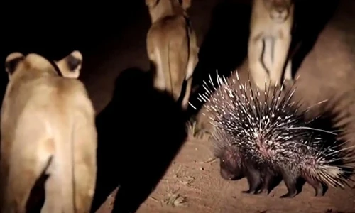 Nhím thông minh dùng gai chọc sưng mồm sư tử hung dữ