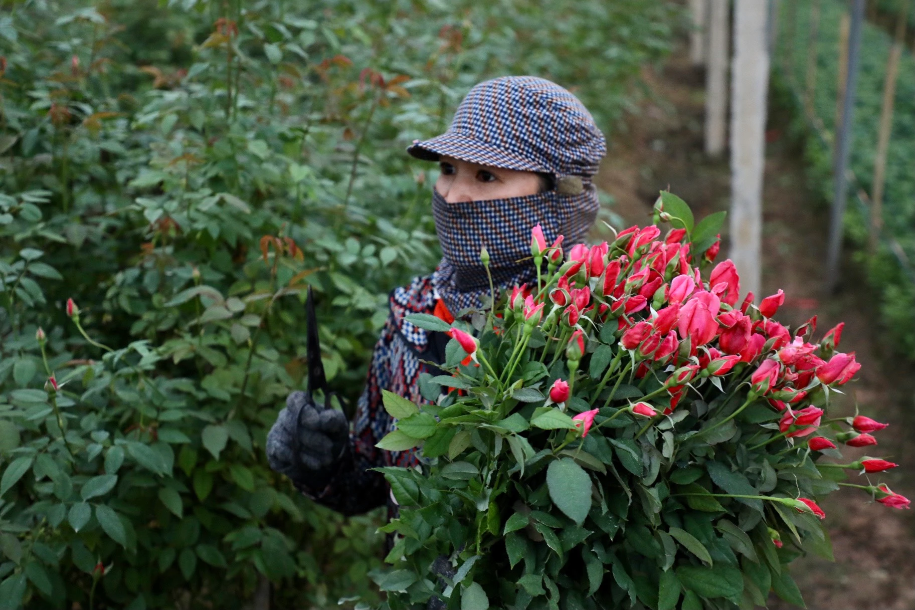 Làng hoa lớn nhất Hà Nội lo mất giá, sợ hoa nở trước Tết