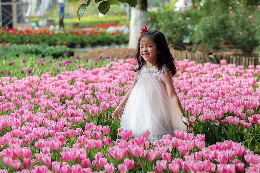 Người dân đổ xô đi ngắm cánh đồng hoa tulip Hà Lan tại Hà Nội