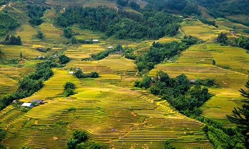 Ngắm cung đường Sa Pa - Y Tý đẹp rực rỡ mùa lúa chín