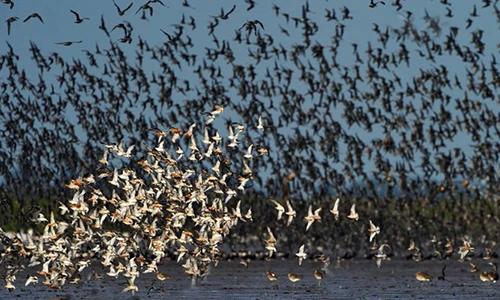 Ấn tượng nghìn con chim bay lên không trung tránh thủy triều
