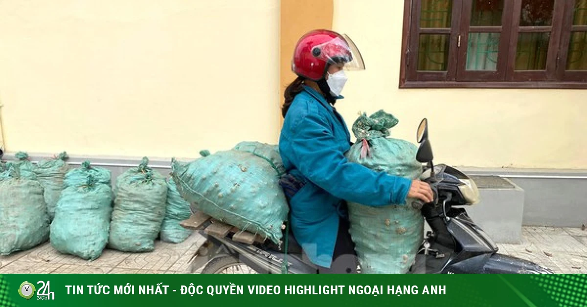 Loại củ giúp người Mông xoá nghèo mất giá, bán chẳng ai mua