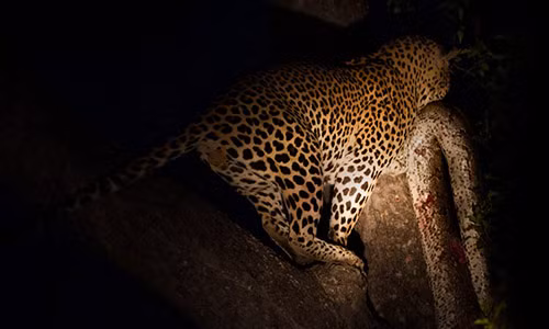 Báo đốm “vắt vẻo” trên cây xẻ thịt trăn khổng lồ