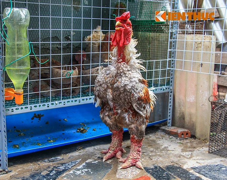 Ngắm đàn gà chục triệu quý hiếm đang cháy hàng dịp Tết 