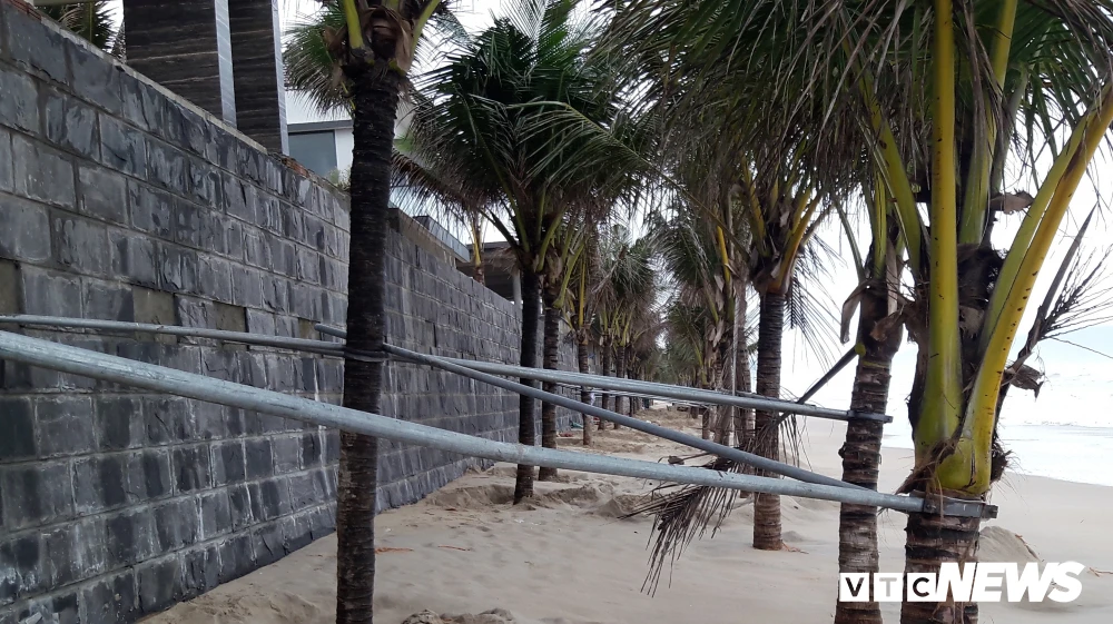 Ảnh: Sắt thép quây chằng chịt trăm cây dừa bãi biển Đà Nẵng