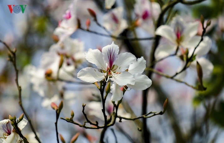 Ảnh: Hoa ban nở trắng núi rừng Điện Biên