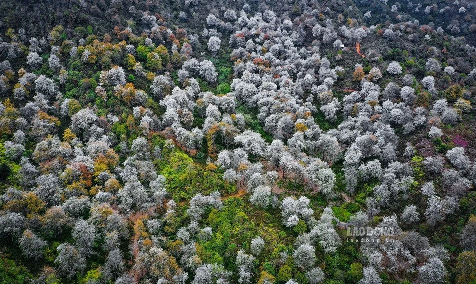 Rừng Tây Bắc bừng sáng mùa hoa Sơn Tra
