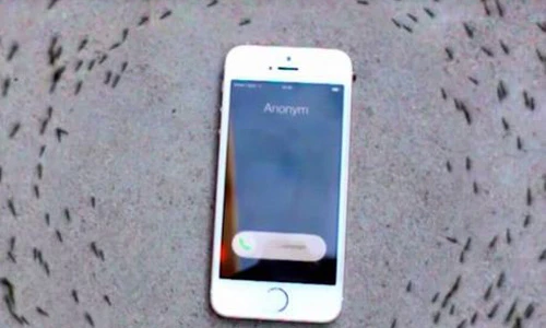 Xôn xao clip iPhone 6 “thôi miên” đàn kiến kỳ lạ