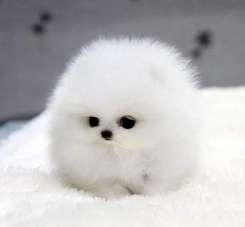 “Tan chảy” với 6 loài động vật đáng yêu nhất hành tinh