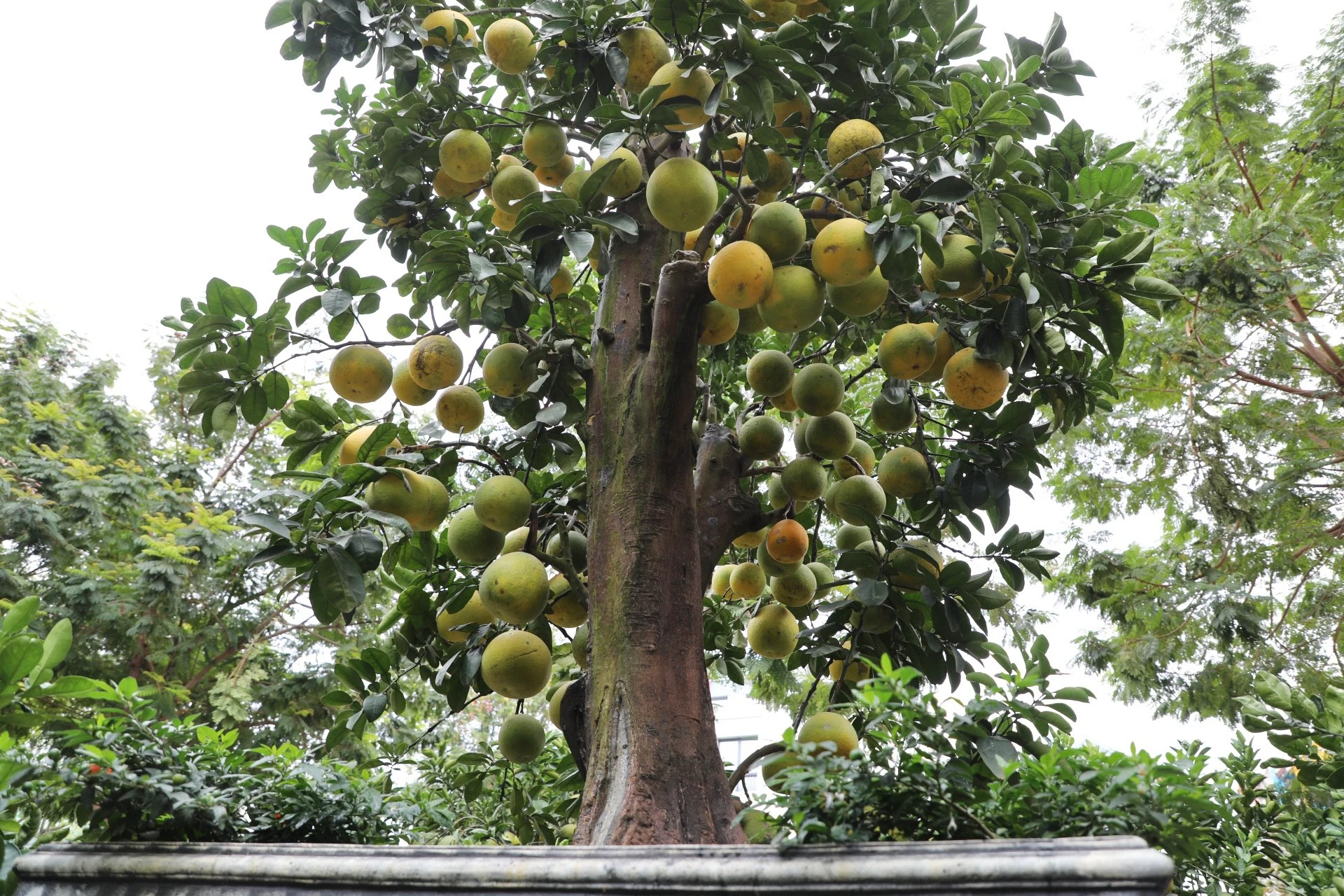 Hà Nội: Bưởi cổ thụ giá 100 triệu đồng chờ đại gia đón