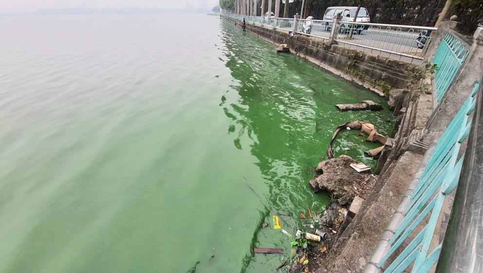 Dân hoảng hốt vì nước hồ Tây chuyển màu xanh bất thường