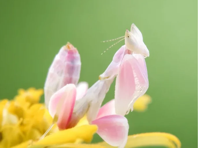 6 loài động vật đẹp nhất hành tinh, càng ngắm càng mê mẩn 