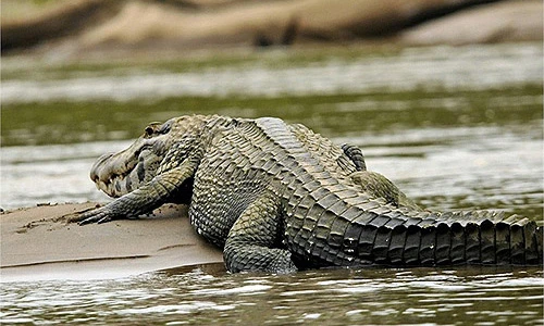 Những quái vật Amazon gây khiếp hãi nhất cho con người