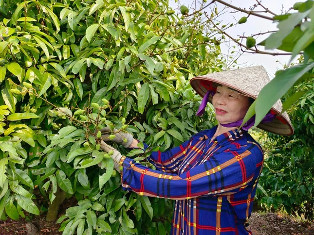 Vải thiều Bắc Giang trĩu quả, hứa hẹn vụ mùa bội thu