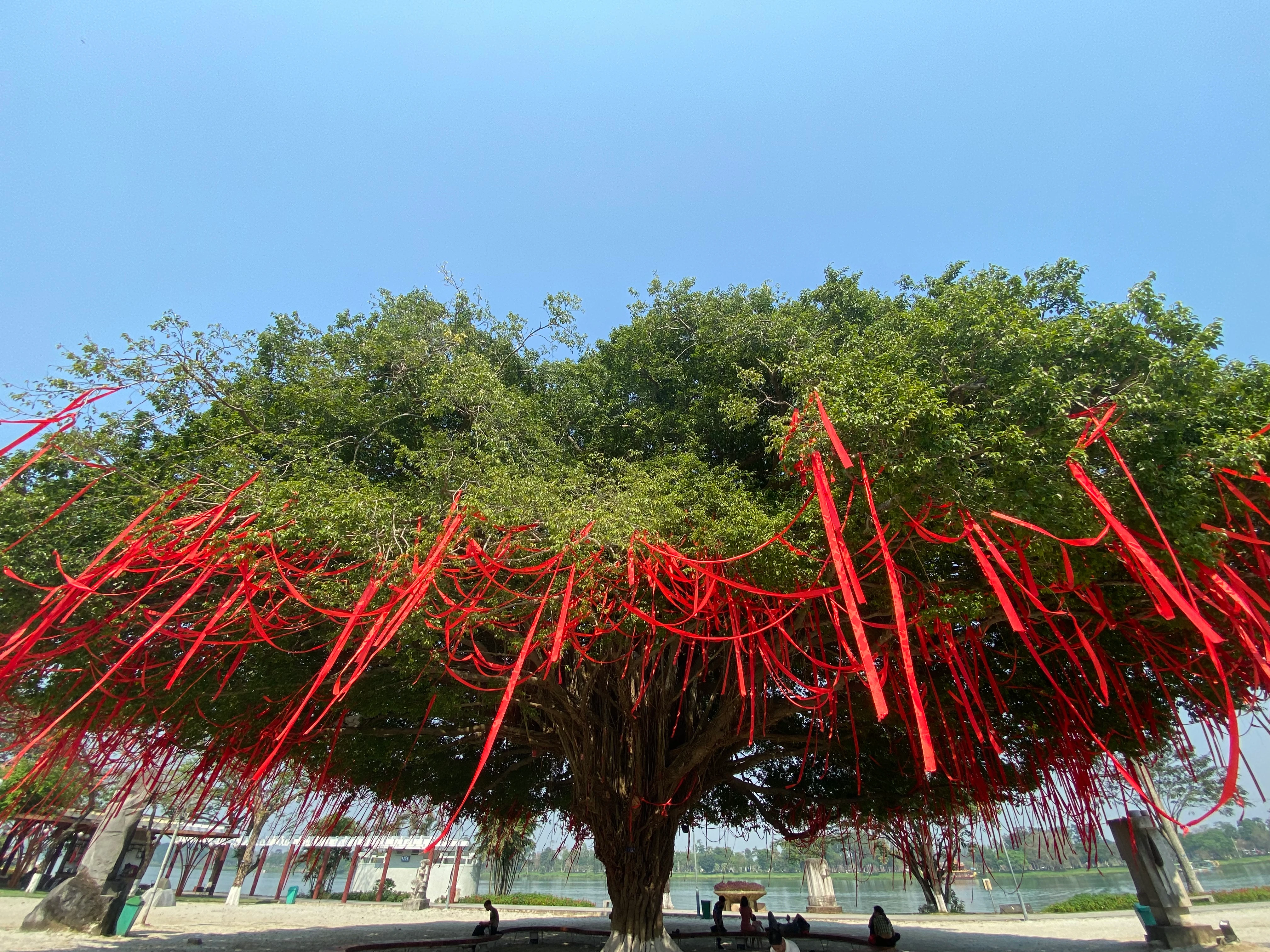 Cây sanh cổ thụ thế mâm xôi tuyệt đẹp ở Huế khoác áo mới