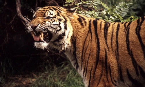 Những vụ thú dữ cắn xé người kinh khiếp ở sở thú